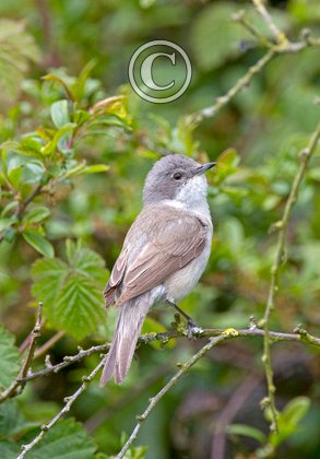 Lesser Whitethroat DM0179